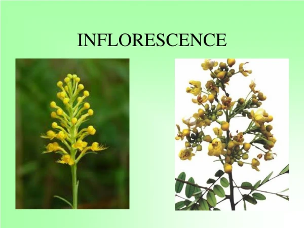 INFLORESCENCE