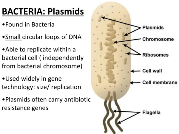 BACTERIA: Plasmids
