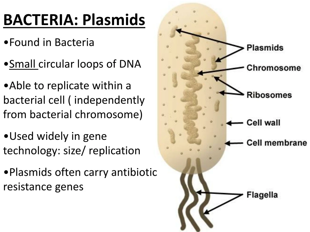 bacteria plasmids
