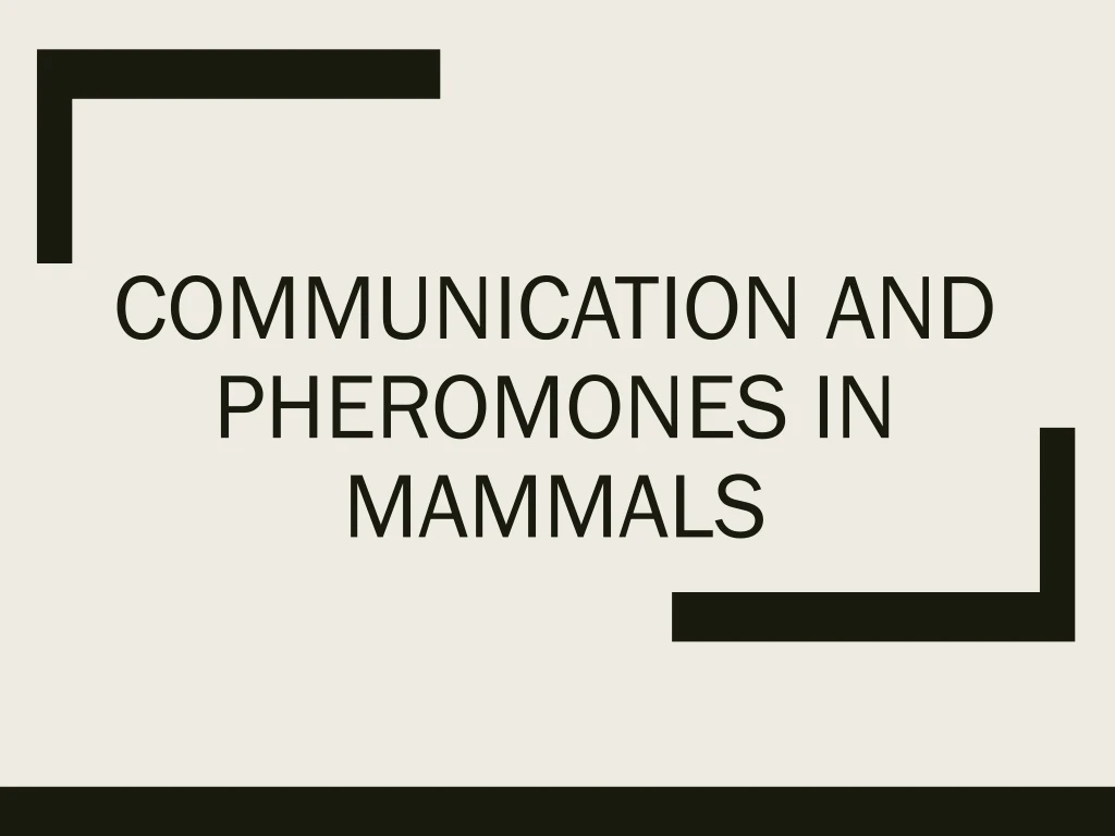 communication and pheromones in mammals