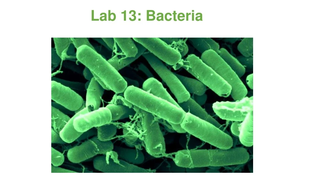lab 13 bacteria