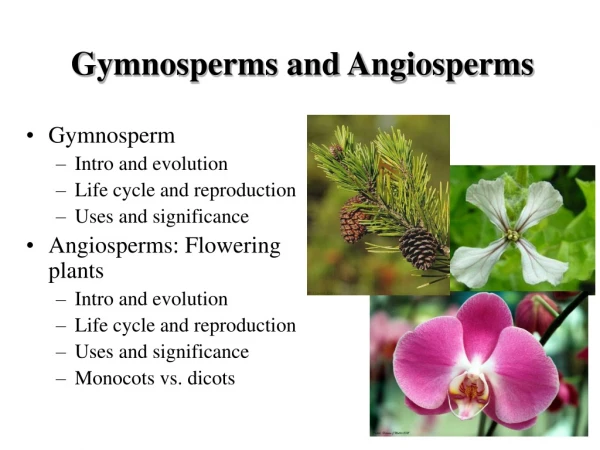Gymnosperm Intro and evolution Life cycle and reproduction Uses and significance