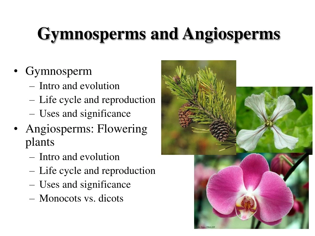 gymnosperms and angiosperms