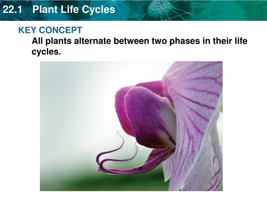 key concept all plants alternate between