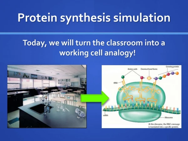 Protein synthesis simulation