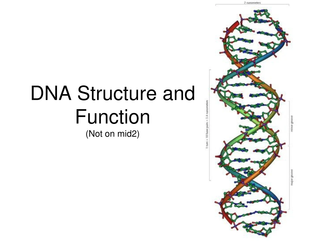 dna structure and function not on mid2