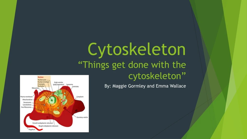 cytoskeleton things get done with the cytoskeleton