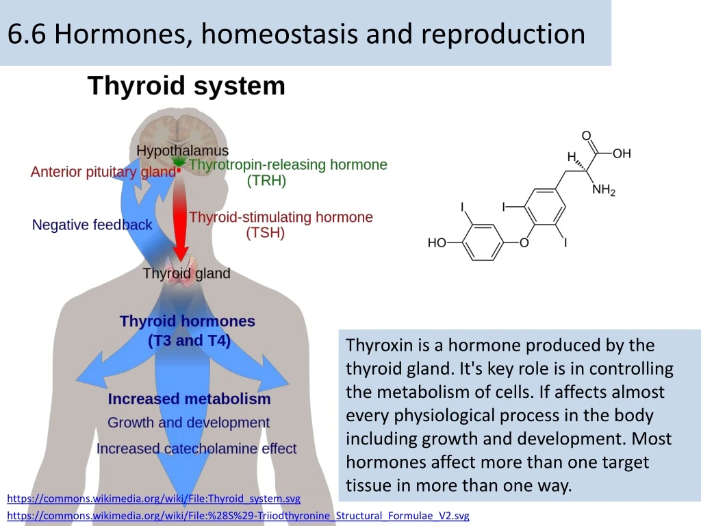 6 6 hormones homeostasis and reproduction
