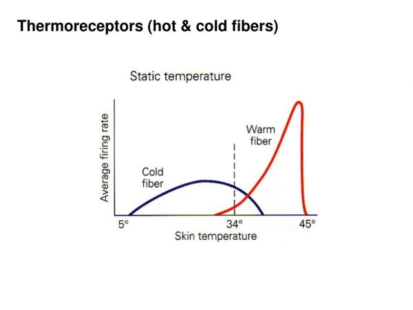 Thermoreceptors (hot &amp; cold fibers)