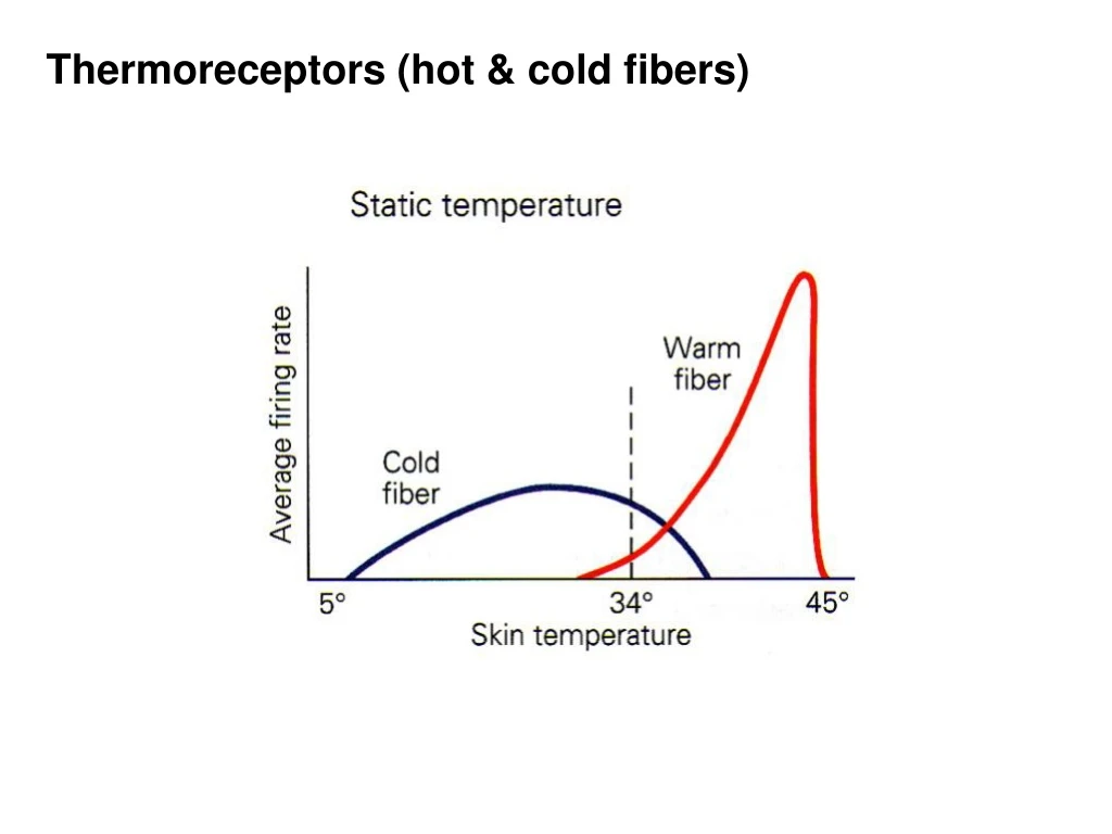 thermoreceptors hot cold fibers