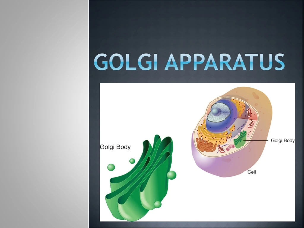 golgi apparatus