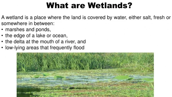 What are Wetlands?