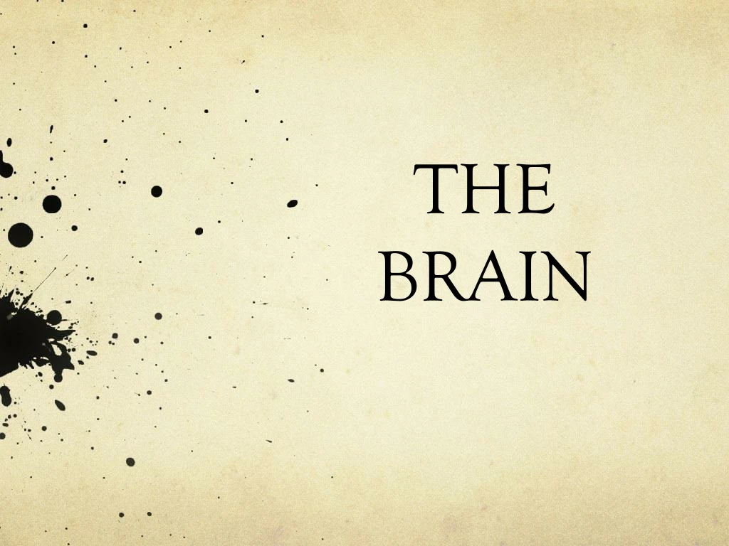 the brain