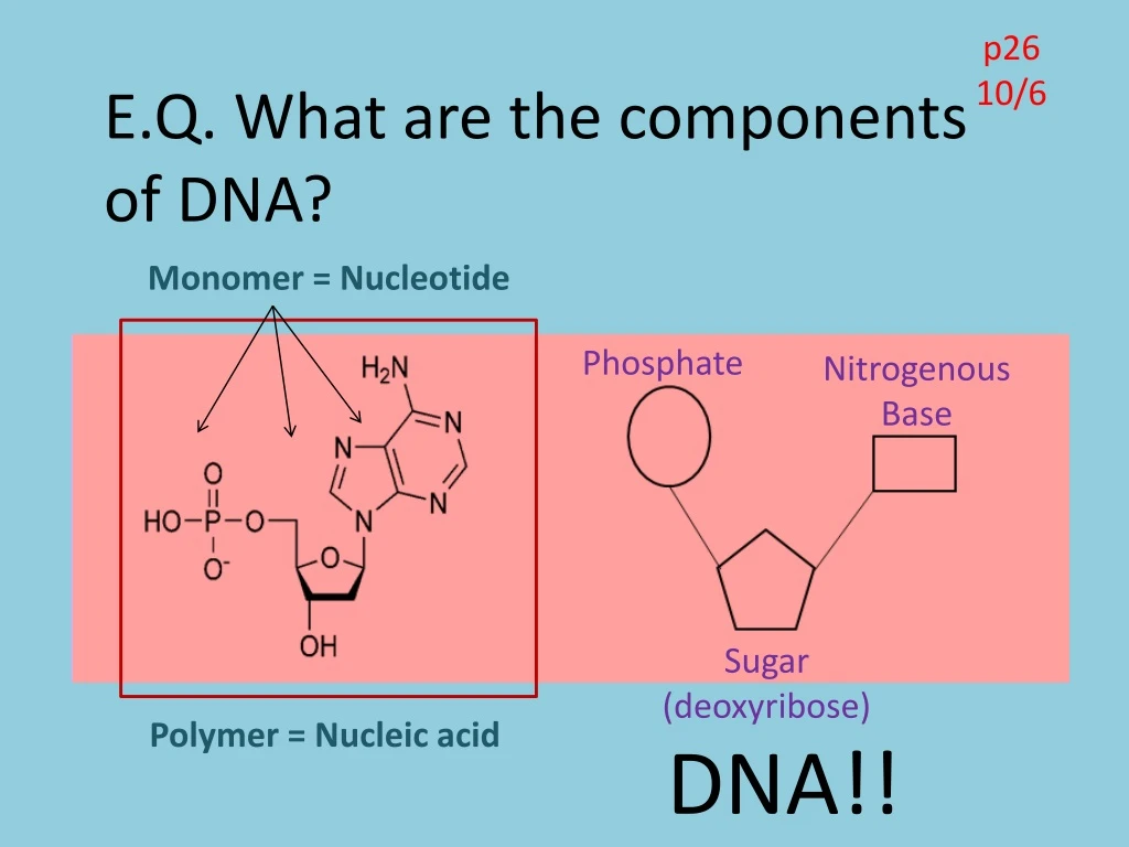 e q what are the components of dna
