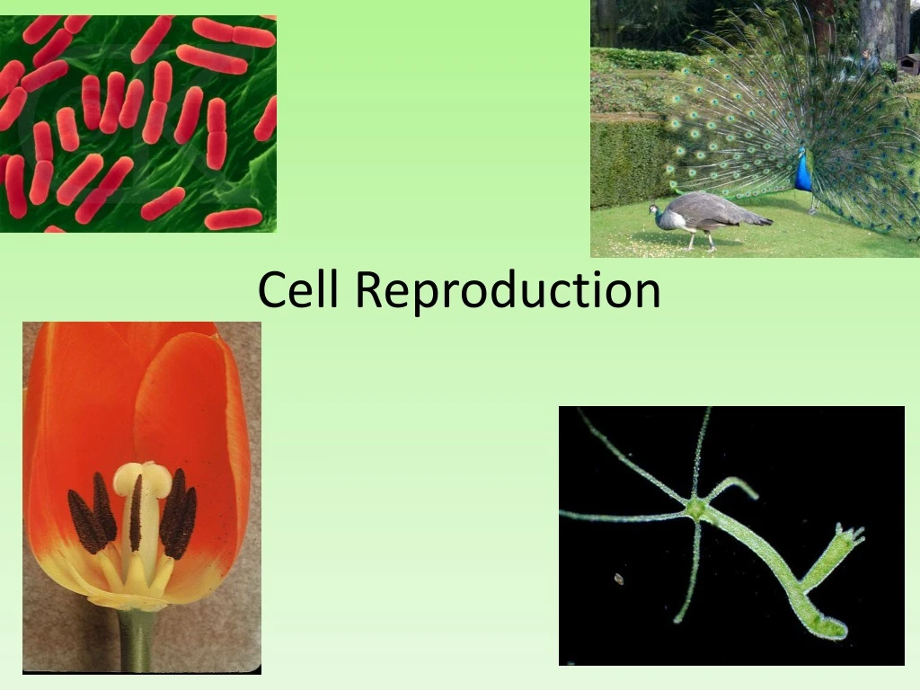 cell reproduction