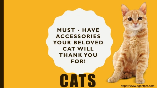 Must - Have Accessories Your Beloved Cat Will Thank You For!