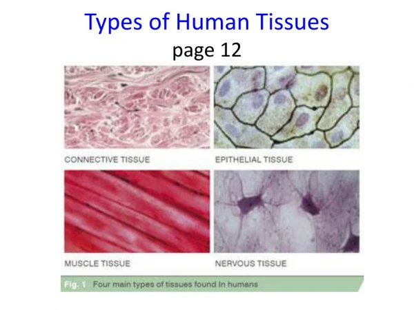 Types of Human Tissues page 12