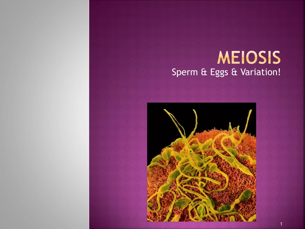 meiosis