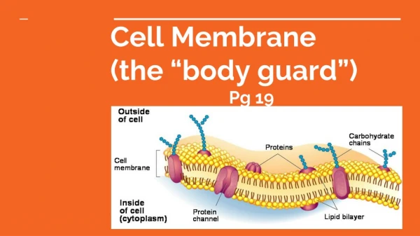 Cell Membrane (the “body guard”) Pg 19