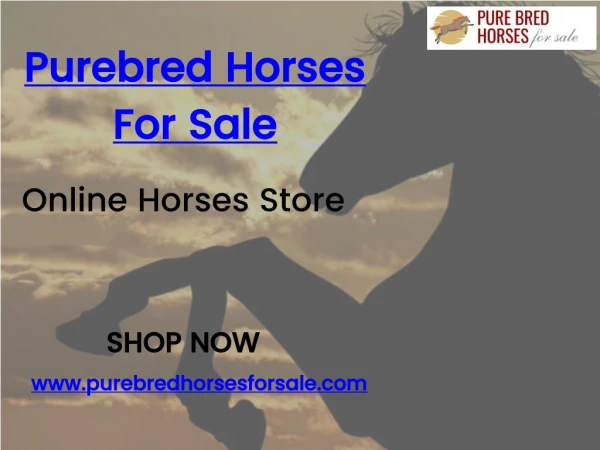 Buy Pure Breed Horse Online At Amazing Prices