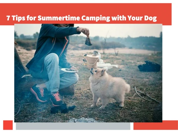 Seven Tips for Summertime Camping with Your Dog