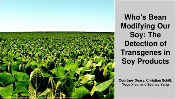 Who’s Bean Modifying Our Soy: The Detection of Transgenes in Soy Products