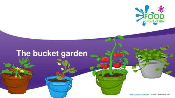 The bucket garden