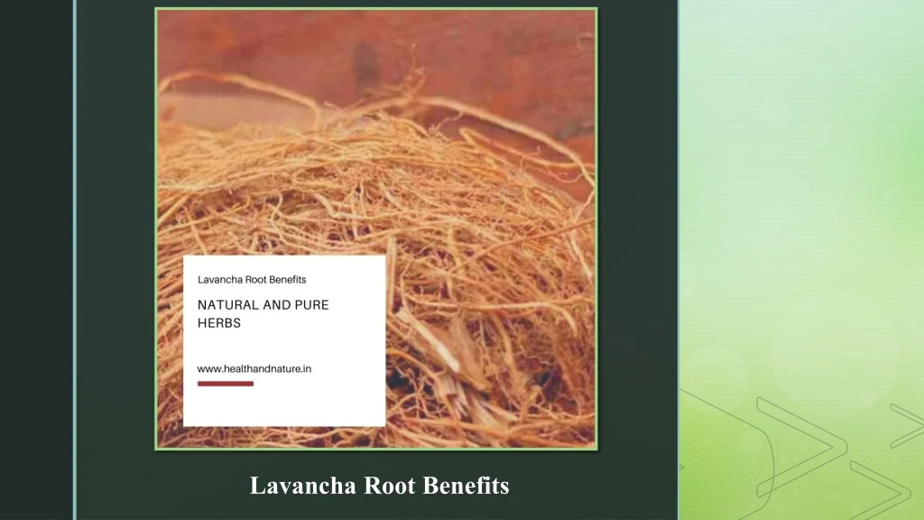 lavancha root benefits