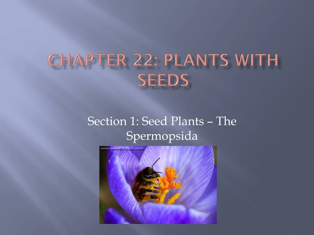 chapter 22 plants with seeds