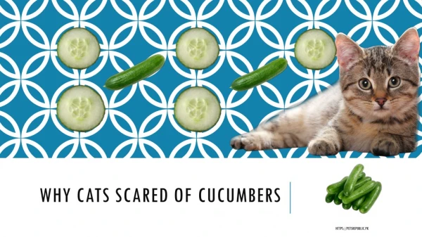 Why Cats Scared of Cucumbers?