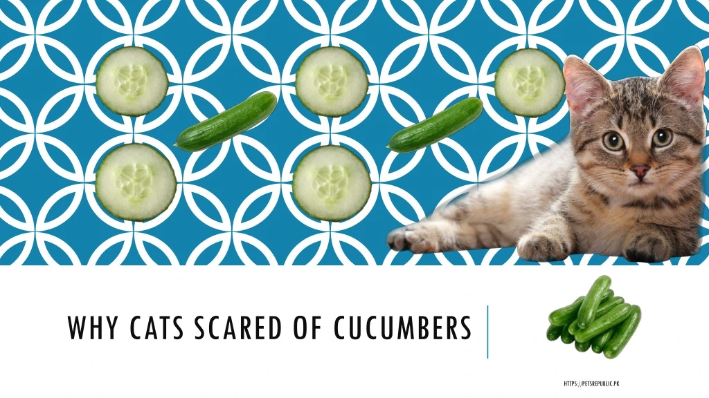 why cats scared of cucumbers
