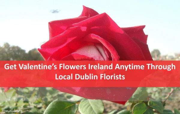 How to Get Valentine’s Flowers Ireland Anytime Through Local Dublin Florists