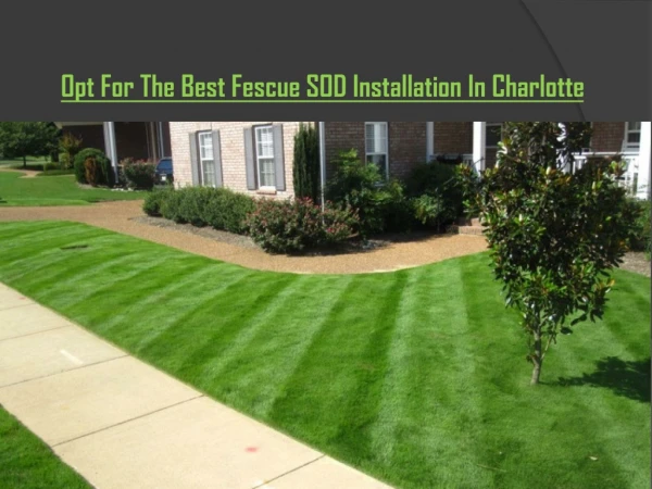 Opt For The Best Fescue SOD Installation In Charlotte