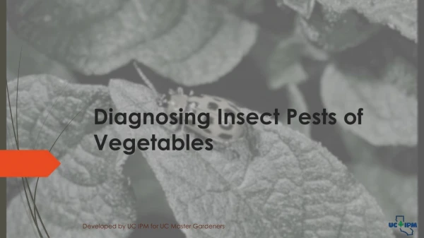 Diagnosing Insect Pests of Vegetables