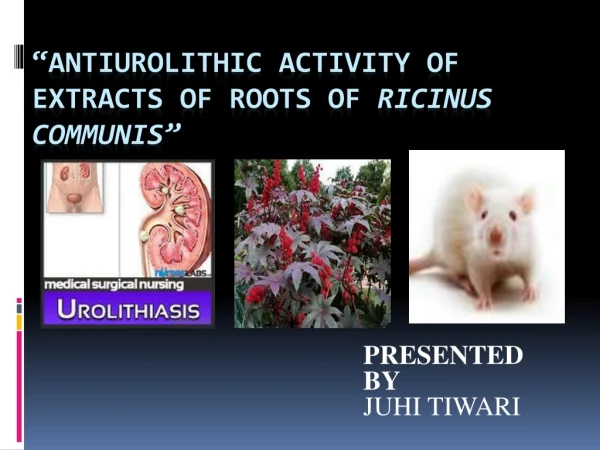 “ Antiurolithic activity of Extracts of Roots of Ricinus Communis ”
