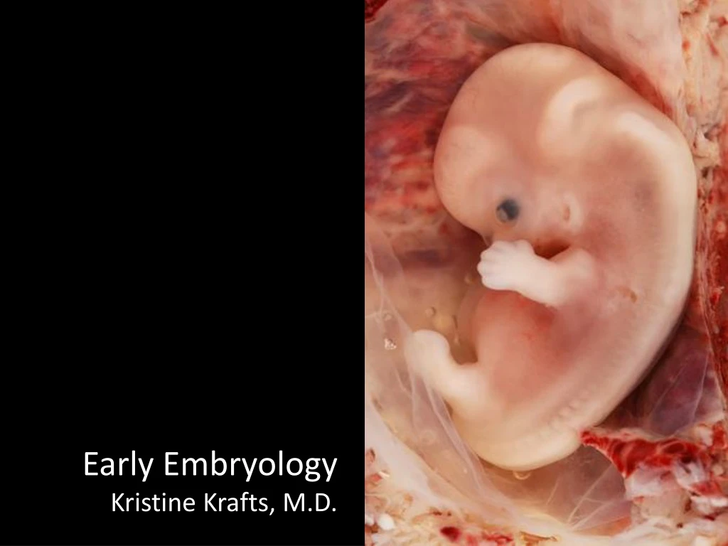 early embryology kristine krafts m d