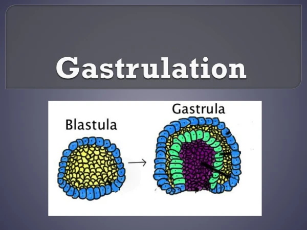 Gastrulation