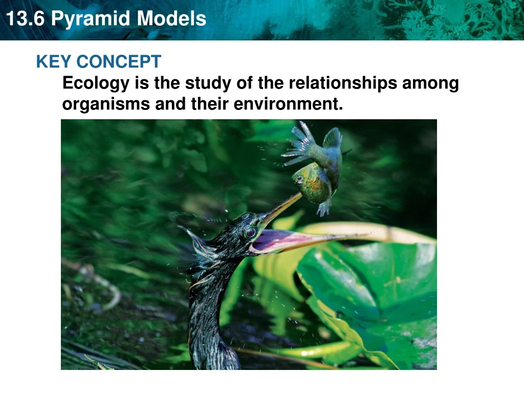 key concept ecology is the study