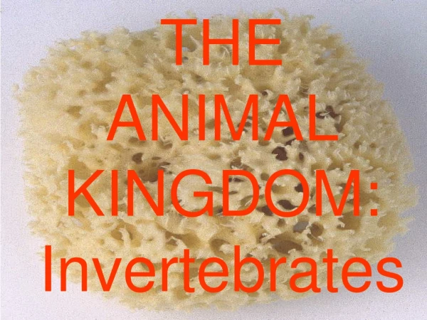 THE ANIMAL KINGDOM: Invertebrates