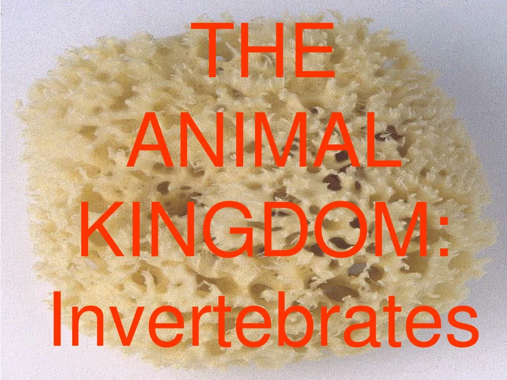 the animal kingdom invertebrates