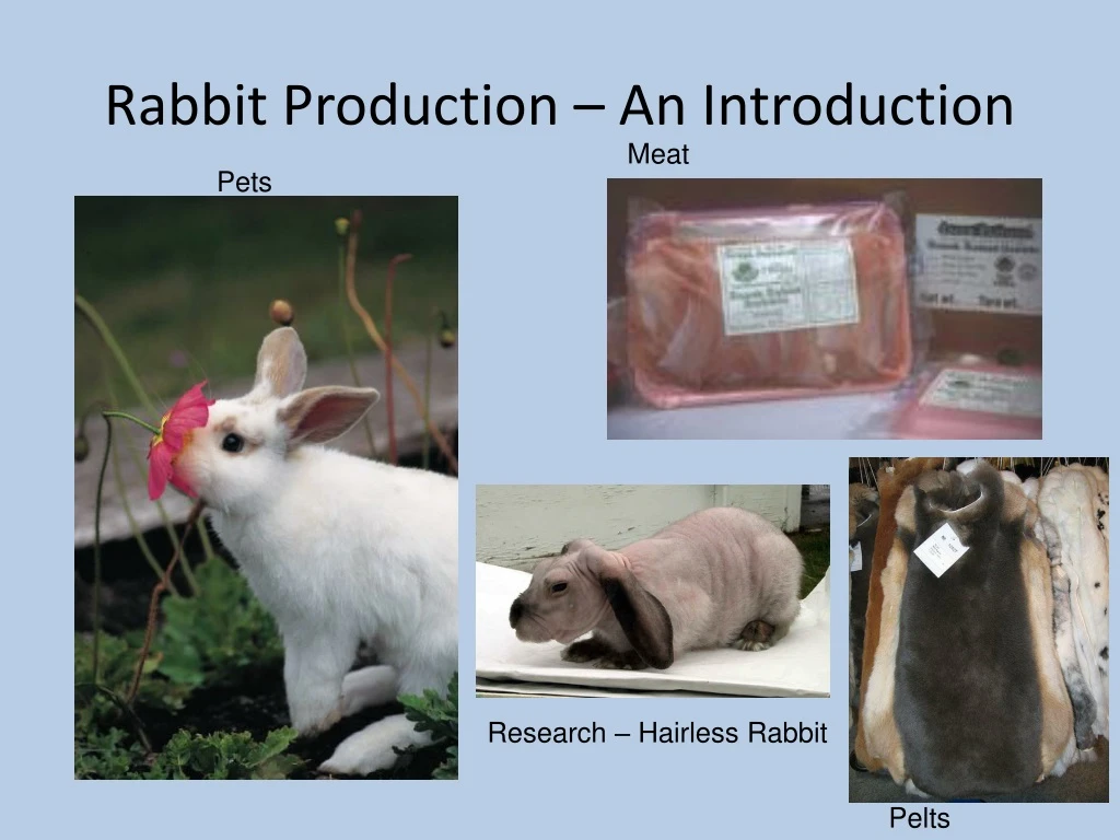 rabbit production an introduction