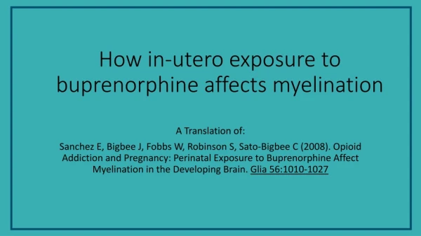 How in-utero exposure to buprenorphine affects myelination