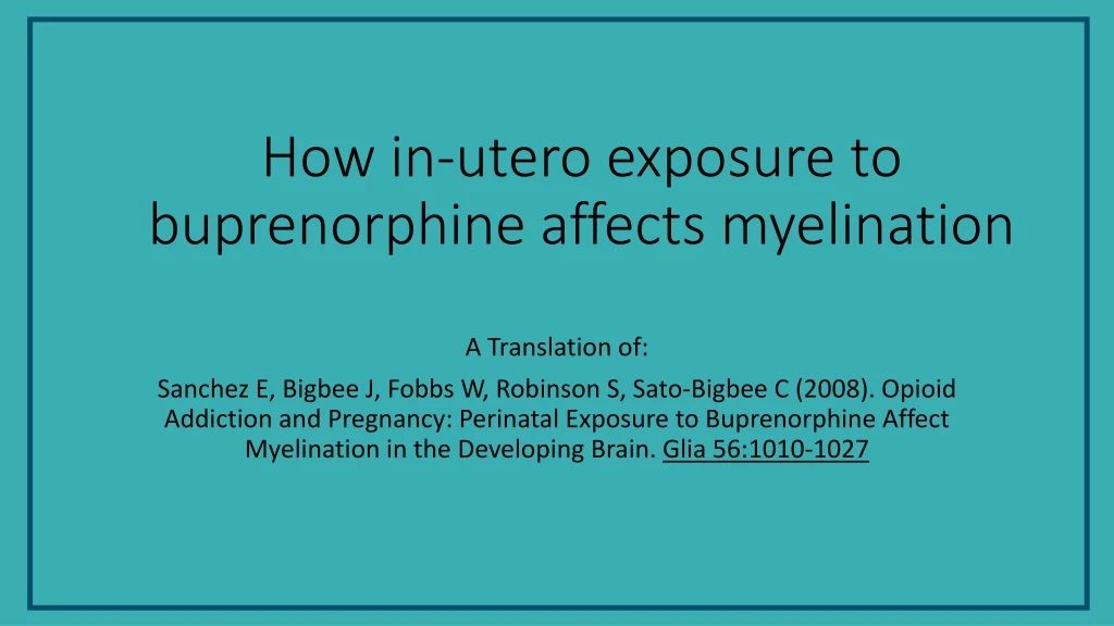 how in utero exposure to buprenorphine affects myelination