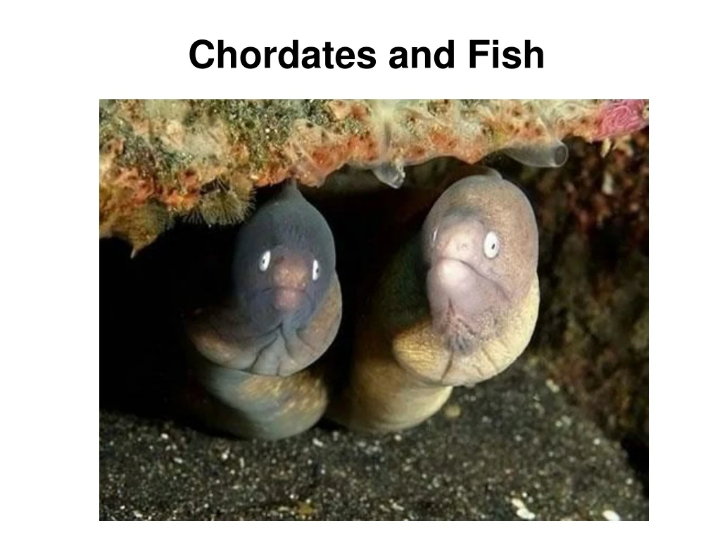 chordates and fish