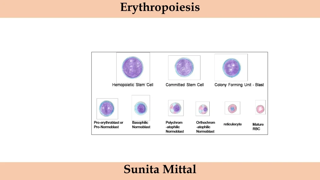 erythropoiesis