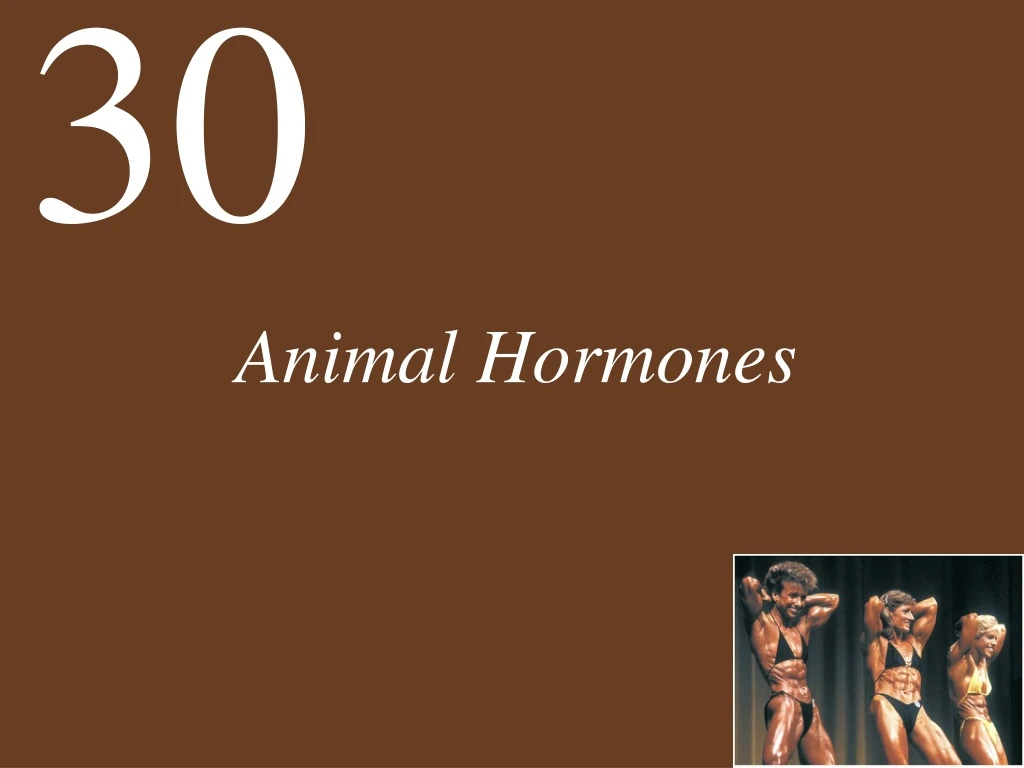 animal hormones