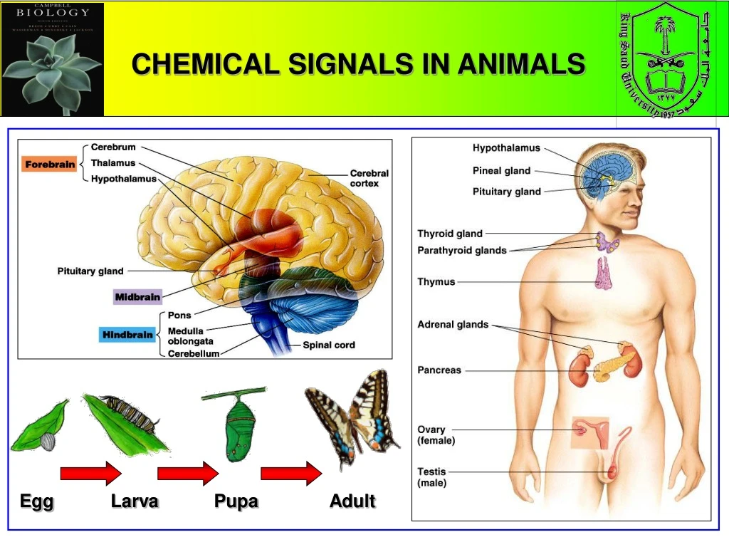chemical signals in animals