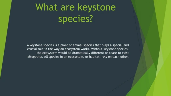 What are keystone species?