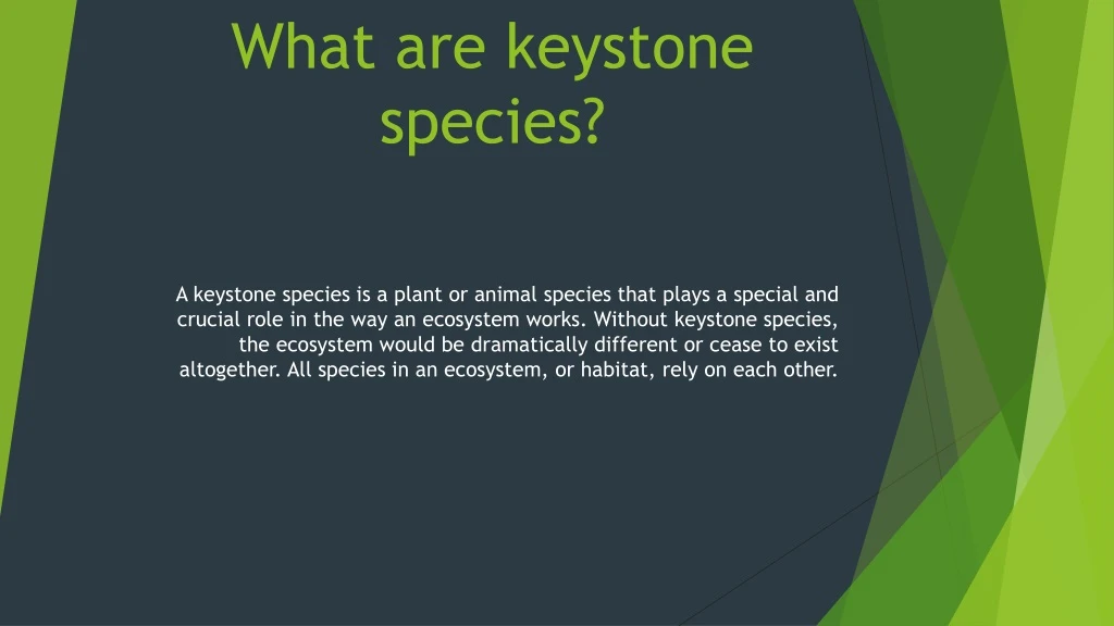 what are keystone species