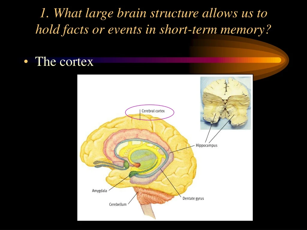 1 what large brain structure allows us to hold facts or events in short term memory